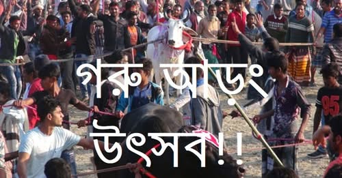 বাংলার গরু দৌড় বা গরু আড়ং উৎসব!